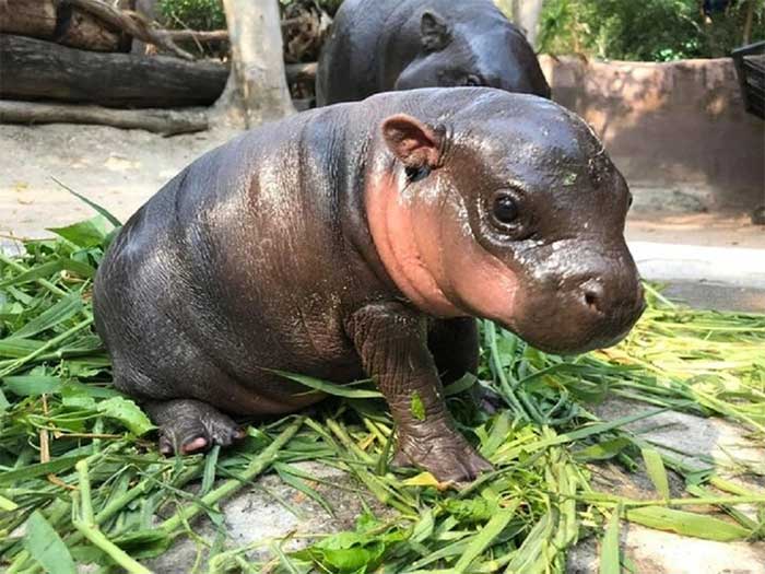 The pygmy hippo Moo Deng, 2 months old, has become a rising internet sensation in Thailand