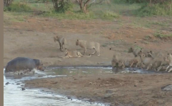 The hippopotamus intentionally charged onto the shore to "tease" its rival.