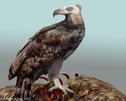 The giant eagle and the nightmare of the Moa bird.