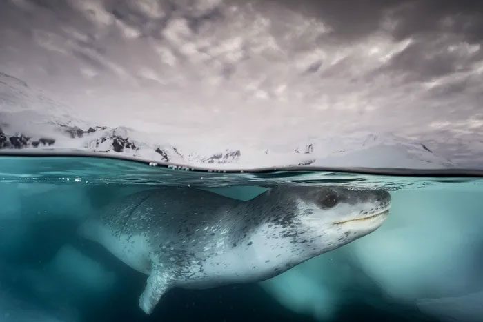 Leopard Seal Hunting