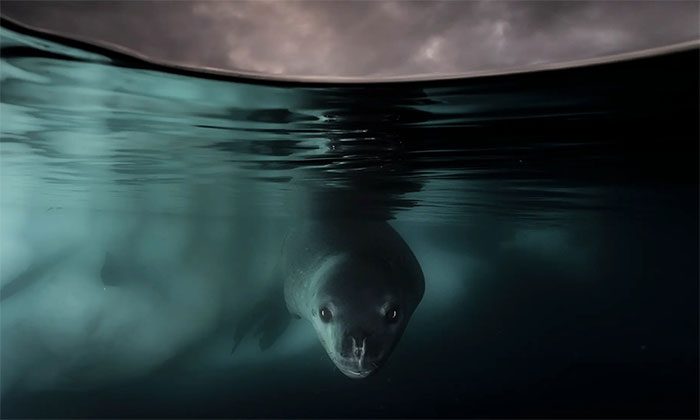 Leopard Seal