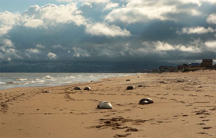 Caspian seal