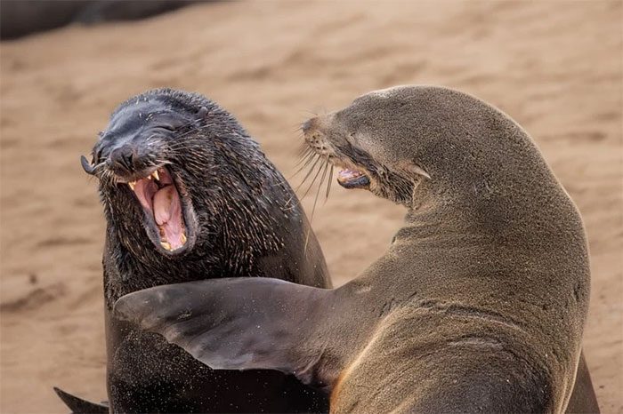 Cape fur seal