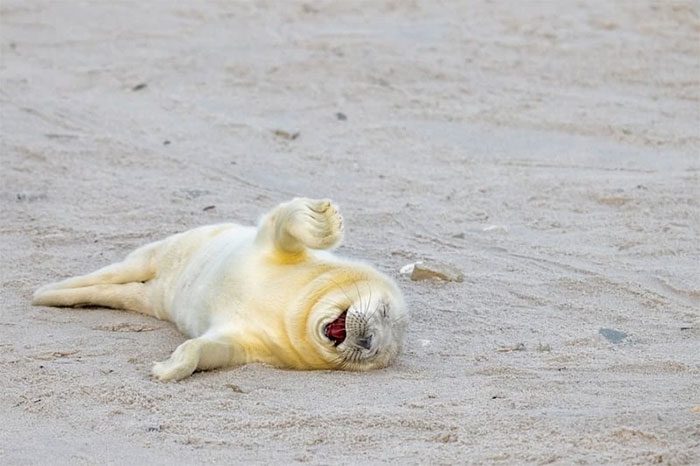 Seal pup