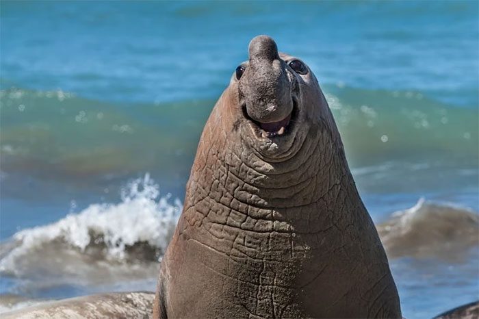 Elephant seal