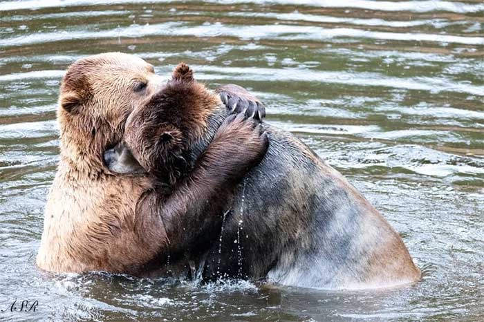 Two bears hugging