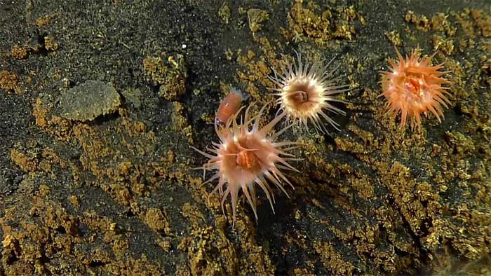Sea anemones are indeed animals and quite formidable predators