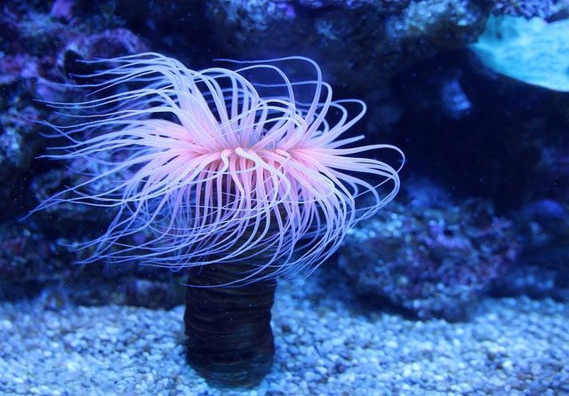 Sea Anemone