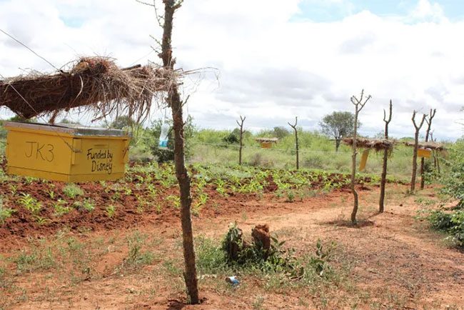 Beehive fence protecting a farm in Sagalla.