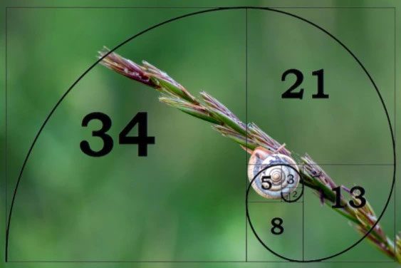 We can see the Fibonacci sequence in everything around us.