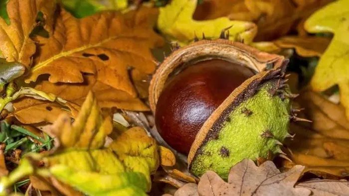 Horse chestnut seeds