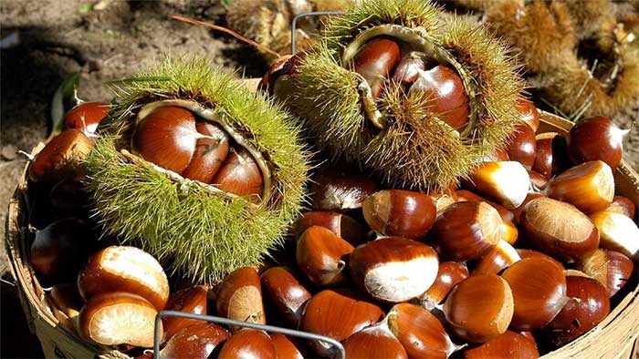 Chestnuts are very effective in reducing the risk of anemia