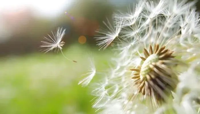 Seeds dispersing from a dandelion.