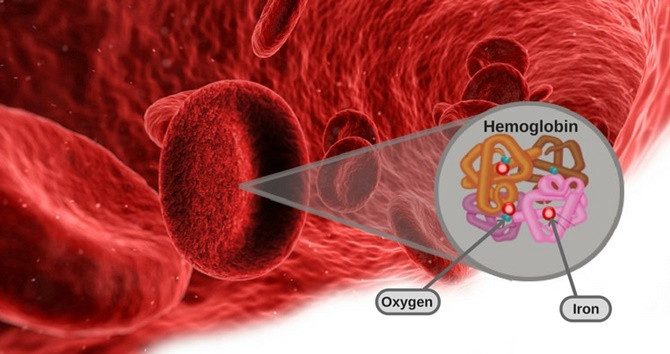 Carbaminohemoglobin forms when carbon dioxide binds with hemoglobin.