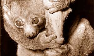 high garden perodicticus potto 2113