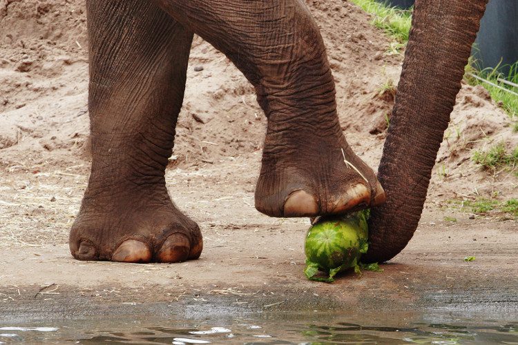 Elephant Execution