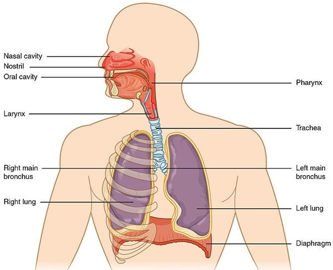 Cellular respiration is not what you can see in this image.