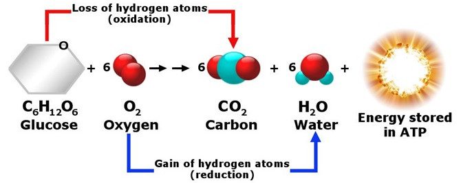 This biochemical reaction occurs inside our body cells and produces carbon dioxide as a byproduct.