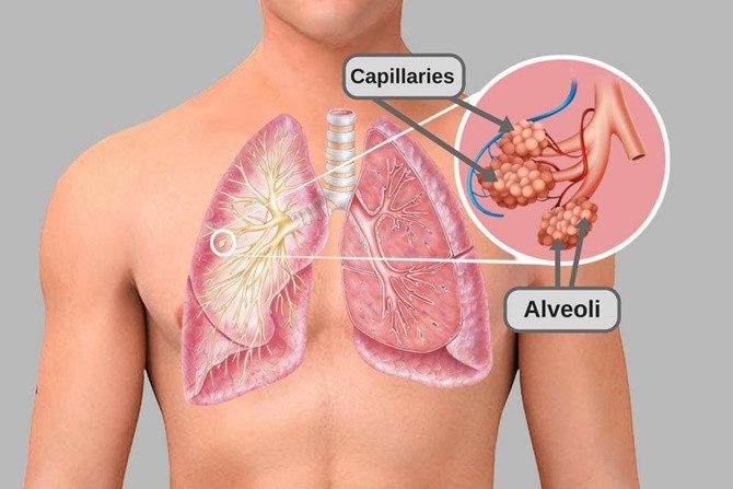 Carbon dioxide dissolves in human blood more than oxygen.