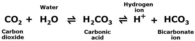 60% of carbon dioxide in the body exists in the form of bicarbonate ions.