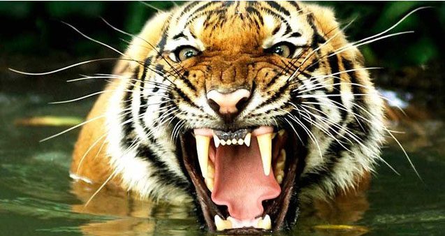 Tigers also have other strengths in combat, such as their formidable sharp teeth.