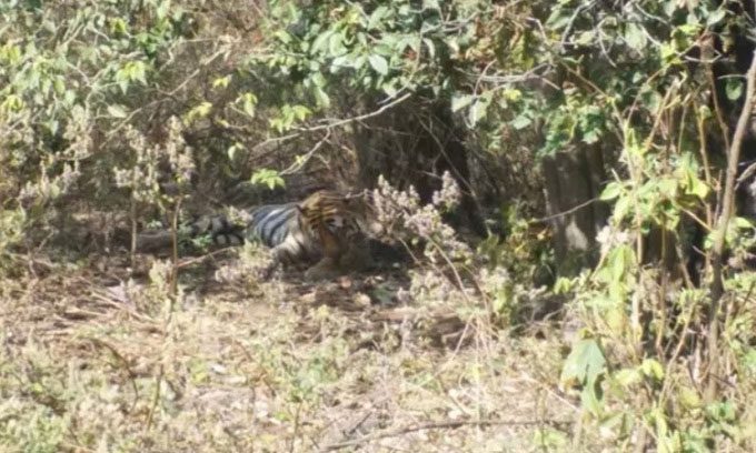 Tiger kills and eats its own kind in Kanha National Park.