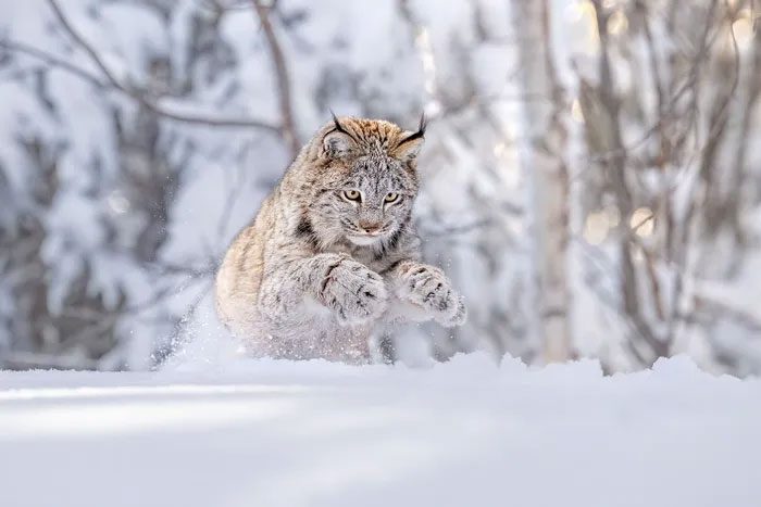 Snow Playing Tiger Cub