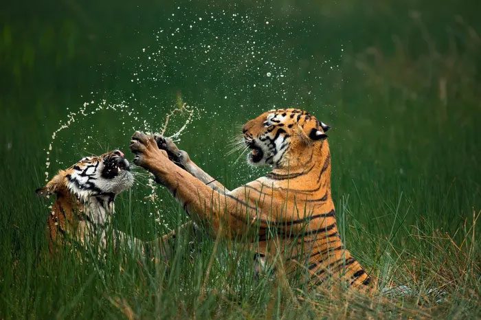 Tiger Battle