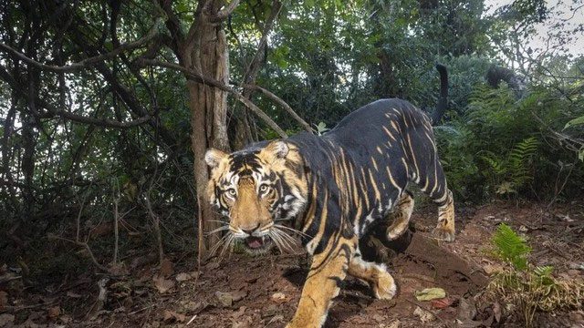 Black tiger at Shilipal Sanctuary, India.