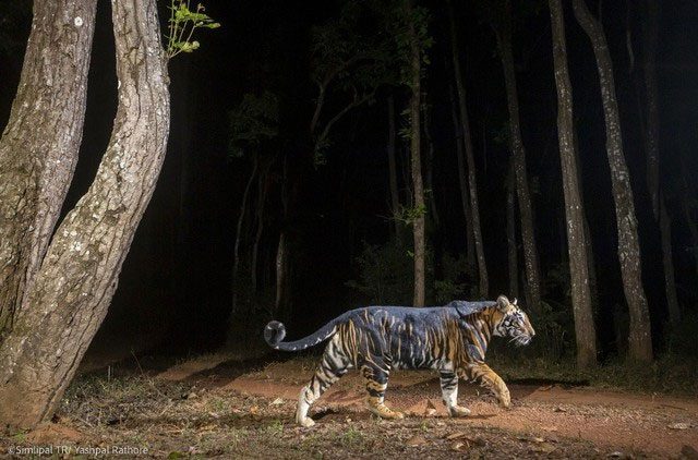 Black Bengal tiger has a perfect body structure.