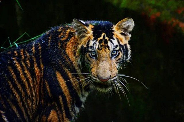 Image of a black tiger.