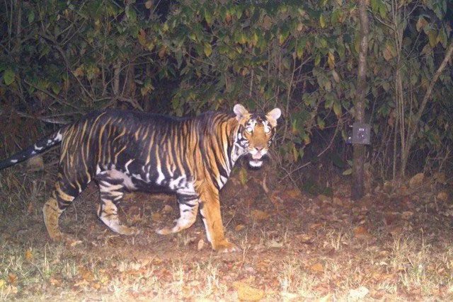 Black tiger is a rare variant of the Bengal tiger