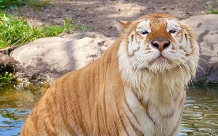 Golden Tiger