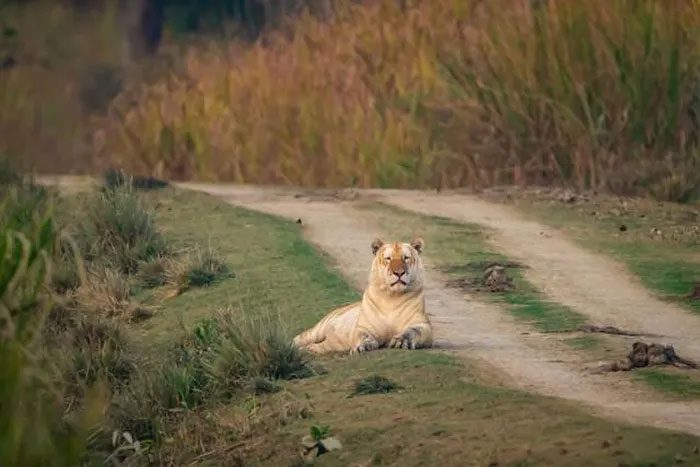 Golden tigers are not a subspecies but rather a result of a gene mutation altering their fur color.