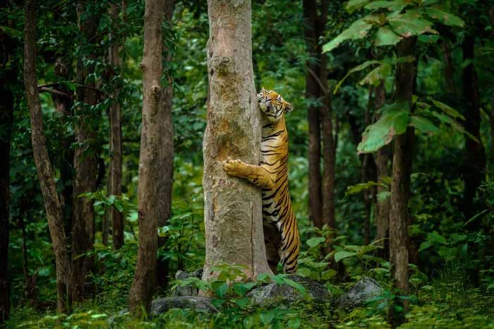 Bengal Tiger Hugging Tree