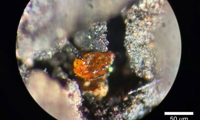 Amber fragment in Cretaceous lignite rock off the coast of Antarctica.