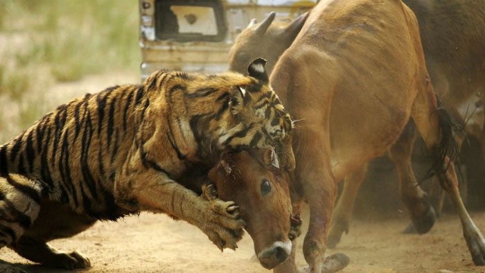 Livestock species like buffalo and cattle exhibit clear herd behavior