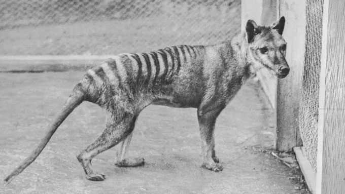 The last known Tasmanian tiger died at Beaumaris Zoo