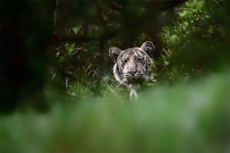 This tiger is called a pale tiger.