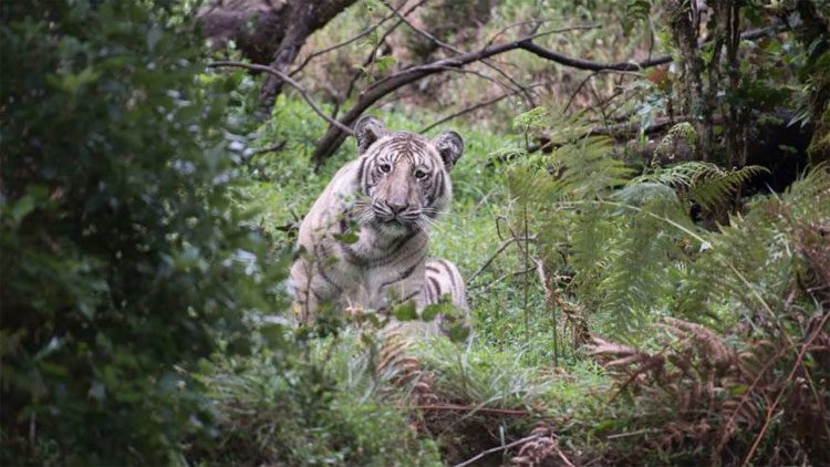 This tiger is not truly white.