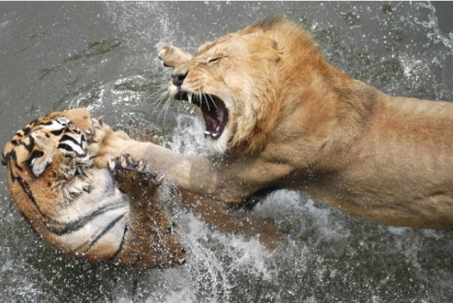 Tigers have a stronger attack capability than lions due to their more developed muscles.