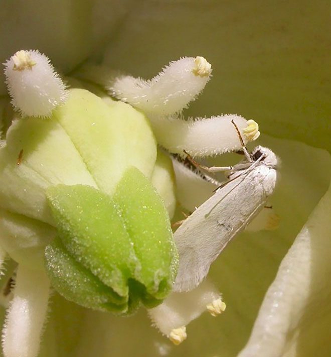 Each Yucca moth visiting a Joshua flower will use its tentacle-like mouth to form the pollen into tiny balls.