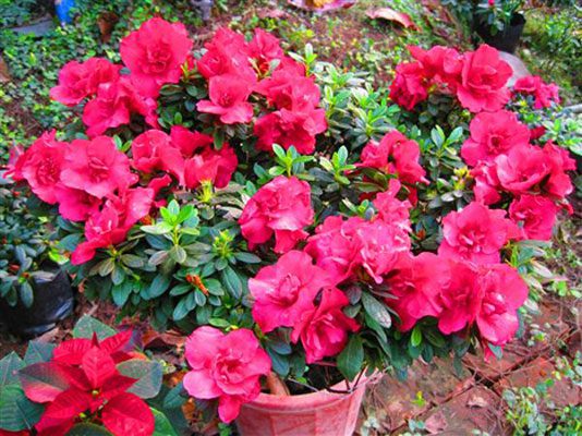 Proper planting and care techniques result in beautiful Rhododendron pots