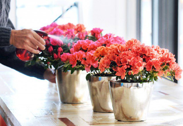 Use an appropriate amount of fertilizer for large and beautiful flowers