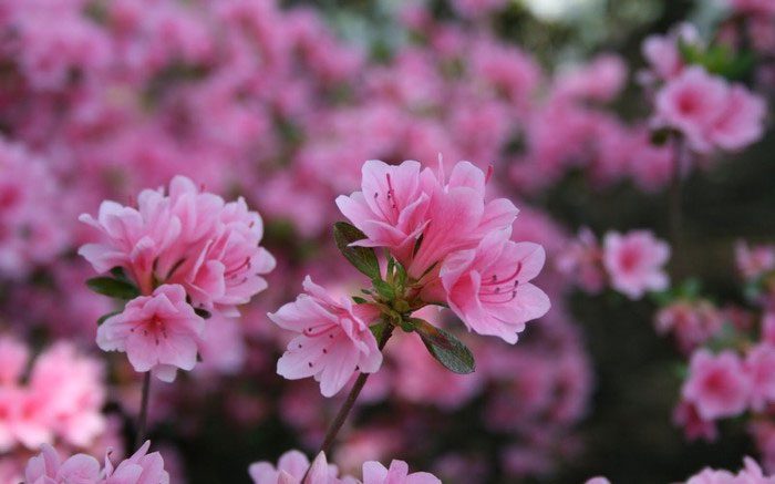 Rhododendron