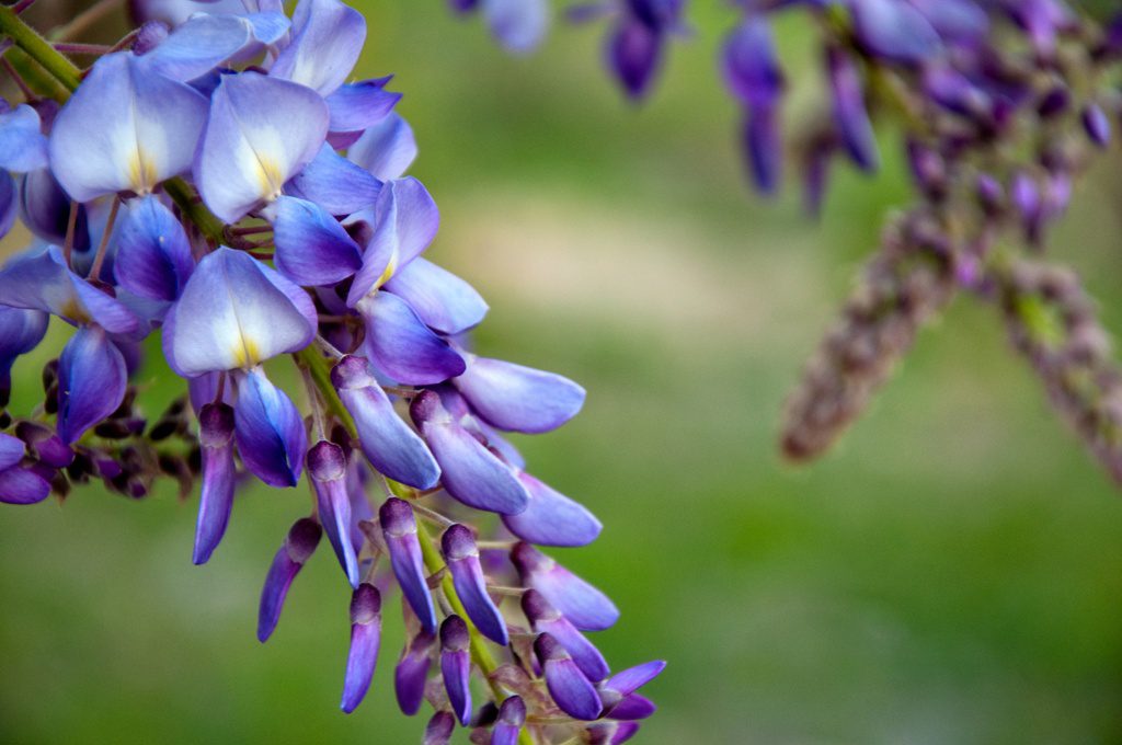 Consuming Wisteria flowers can lead to poisoning, cramps, and diarrhea.