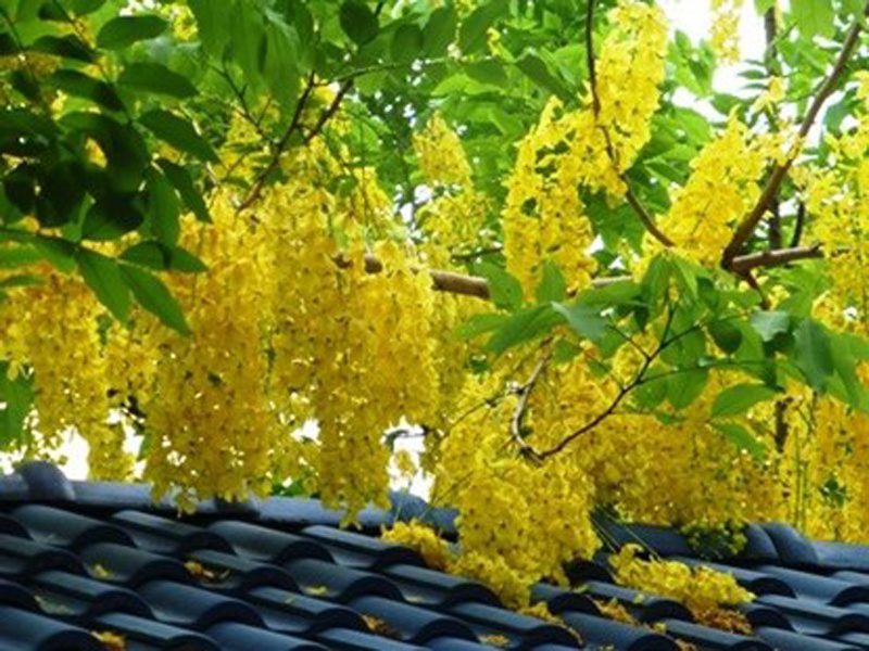 The leaves, flowers, and fruits of the Golden Shower Tree can all cause poisoning if ingested.