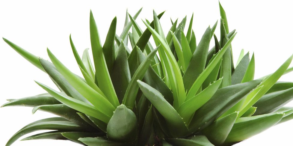 Pregnant women who consume excessive amounts of Aloe Vera face a risk of miscarriage.