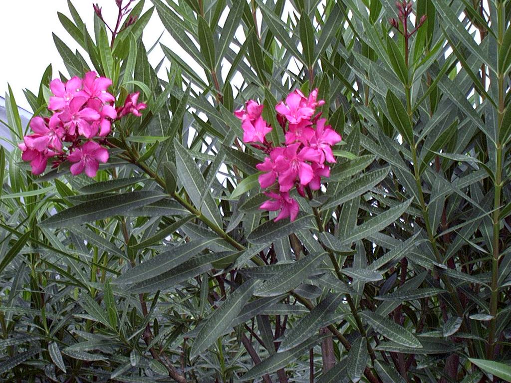 Oleander is a plant with very high toxicity, posing significant risks to the cardiovascular system.