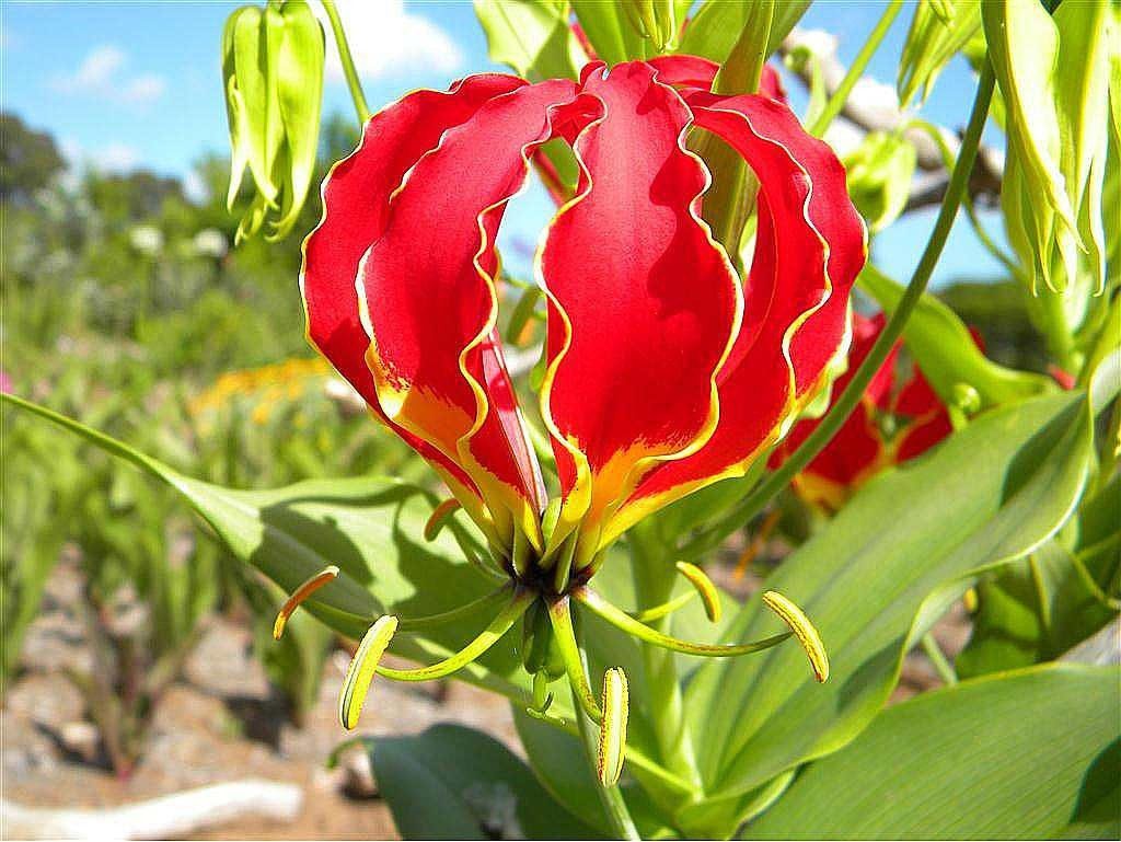 Gloriosa contains highly toxic colchicine and other poisonous substances.